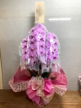 御祝!胡蝶蘭 御祝!胡蝶蘭