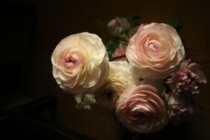 ラナンキュラス｜「松庄花壇」　（茨城県土浦市の花キューピット加盟店 花屋）のブログ