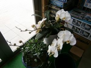 胡蝶蘭の花が今年も咲きました。｜「松庄花壇」　（茨城県土浦市の花キューピット加盟店 花屋）のブログ