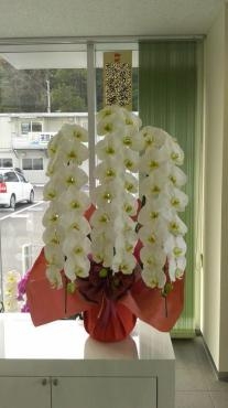 胡蝶蘭　お祝いです！｜「松庄花壇」　（茨城県土浦市の花キューピット加盟店 花屋）のブログ