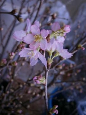 桜　sakura  !｜「松庄花壇」　（茨城県土浦市の花キューピット加盟店 花屋）のブログ