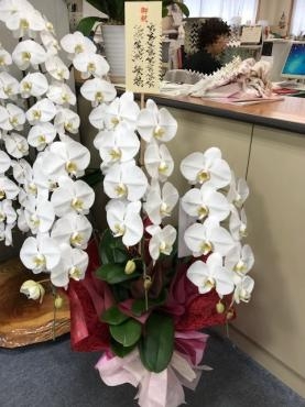 胡蝶蘭｜「松庄花壇」　（茨城県土浦市の花キューピット加盟店 花屋）のブログ