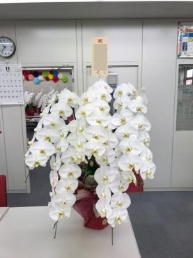 胡蝶蘭｜「松庄花壇」　（茨城県土浦市の花キューピット加盟店 花屋）のブログ