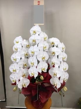 御祝！胡蝶蘭　｜「松庄花壇」　（茨城県土浦市の花キューピット加盟店 花屋）のブログ