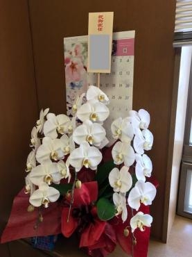 御祝！　胡蝶蘭｜「松庄花壇」　（茨城県土浦市の花キューピット加盟店 花屋）のブログ