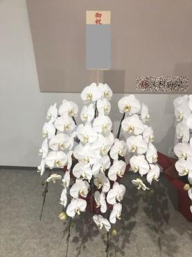 御祝　！胡蝶蘭｜「松庄花壇」　（茨城県土浦市の花キューピット加盟店 花屋）のブログ