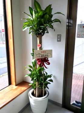開店祝！　観葉植物　幸福の樹｜「松庄花壇」　（茨城県土浦市の花キューピット加盟店 花屋）のブログ
