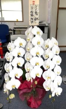 御祝　！胡蝶蘭　｜「松庄花壇」　（茨城県土浦市の花キューピット加盟店 花屋）のブログ