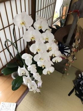 胡蝶蘭のカビにご注意！｜「松庄花壇」　（茨城県土浦市の花キューピット加盟店 花屋）のブログ