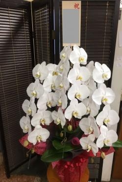御祝！胡蝶蘭　｜「松庄花壇」　（茨城県土浦市の花キューピット加盟店 花屋）のブログ