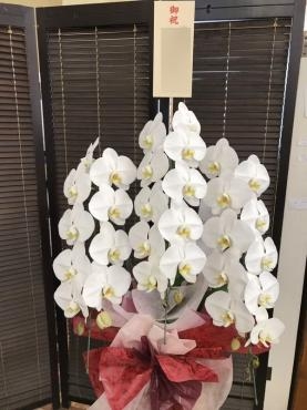 御祝　胡蝶蘭　！｜「松庄花壇」　（茨城県土浦市の花キューピット加盟店 花屋）のブログ
