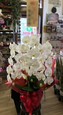 御祝！胡蝶蘭｜「松庄花壇」　（茨城県土浦市の花キューピット加盟店 花屋）のブログ