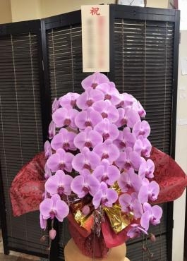 開業祝！胡蝶蘭｜「松庄花壇」　（茨城県土浦市の花キューピット加盟店 花屋）のブログ