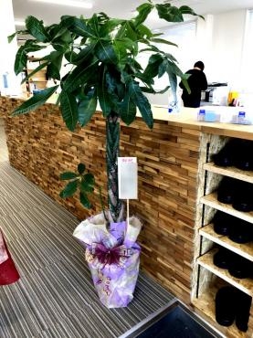 御祝！観葉植物（パキラ）｜「松庄花壇」　（茨城県土浦市の花キューピット加盟店 花屋）のブログ