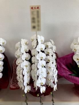 花贈り御祝！胡蝶蘭｜「松庄花壇」　（茨城県土浦市の花キューピット加盟店 花屋）のブログ
