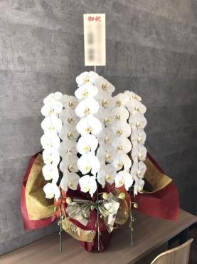 御祝！胡蝶蘭｜「松庄花壇」　（茨城県土浦市の花キューピット加盟店 花屋）のブログ