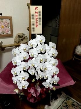 笠間市へ胡蝶蘭の配達お届けをしました。｜「松庄花壇」　（茨城県土浦市の花キューピット加盟店 花屋）のブログ