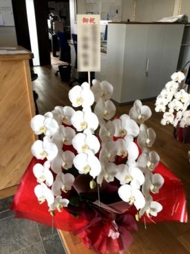 石岡市へ胡蝶蘭配達しました。｜「松庄花壇」　（茨城県土浦市の花キューピット加盟店 花屋）のブログ