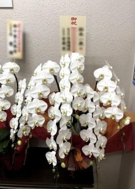 日立市胡蝶蘭5本立ちをお届けしました｜「松庄花壇」　（茨城県土浦市の花キューピット加盟店 花屋）のブログ