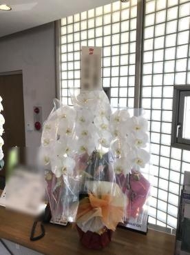 胡蝶蘭　御祝！｜「松庄花壇」　（茨城県土浦市の花キューピット加盟店 花屋）のブログ