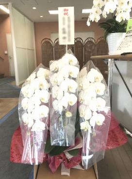 胡蝶蘭　御祝！｜「松庄花壇」　（茨城県土浦市の花キューピット加盟店 花屋）のブログ