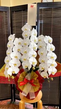 御祝　胡蝶蘭｜「松庄花壇」　（茨城県土浦市の花キューピット加盟店 花屋）のブログ