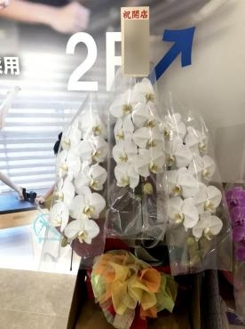 開店御祝　胡蝶蘭１１｜「松庄花壇」　（茨城県土浦市の花キューピット加盟店 花屋）のブログ