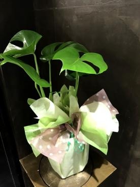 御祝！観葉植物｜「松庄花壇」　（茨城県土浦市の花キューピット加盟店 花屋）のブログ
