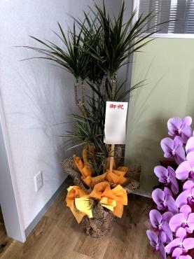 御祝！観葉植物｜「松庄花壇」　（茨城県土浦市の花キューピット加盟店 花屋）のブログ