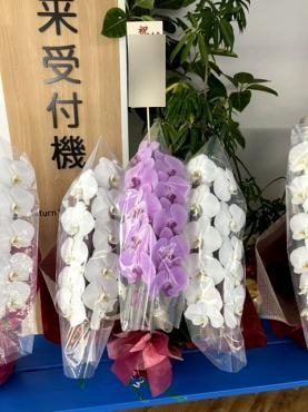 開院祝！胡蝶蘭｜「松庄花壇」　（茨城県土浦市の花キューピット加盟店 花屋）のブログ