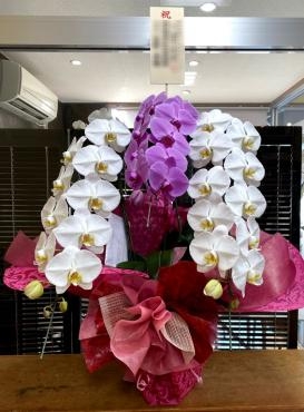 開業御祝！胡蝶蘭|「松庄花壇」　（茨城県土浦市の花屋）のブログ