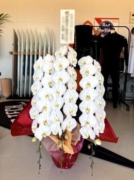 ｜「松庄花壇」　（茨城県土浦市の花キューピット加盟店 花屋）のブログ