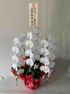 御祝胡蝶蘭！｜「松庄花壇」　（茨城県土浦市の花キューピット加盟店 花屋）のブログ