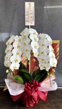 御祝胡蝶蘭！「松庄花壇」（茨城県土浦市の花屋）のギャラリー写真