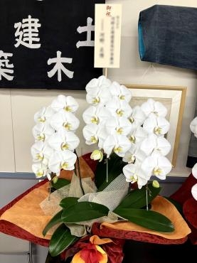 叙勲御祝　胡蝶蘭！「松庄花壇」（茨城県土浦市の花屋）のギャラリー写真