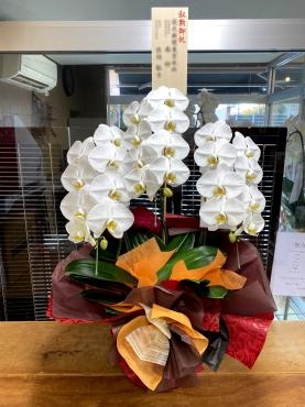 叙勲御祝！胡蝶蘭「松庄花壇」（茨城県土浦市の花屋）のギャラリー写真
