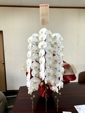 就任御祝！胡蝶蘭｜「松庄花壇」　（茨城県土浦市の花キューピット加盟店 花屋）のブログ