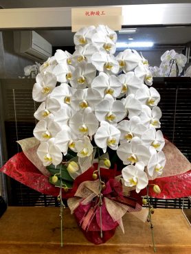 胡蝶蘭御祝！｜「松庄花壇」　（茨城県土浦市の花キューピット加盟店 花屋）のブログ