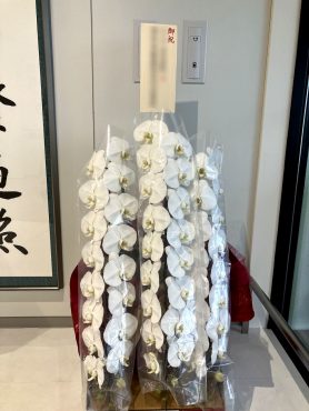 新病棟開設御祝　胡蝶蘭|「松庄花壇」　（茨城県土浦市の花屋）のブログ
