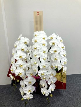 お祝い胡蝶蘭5本立ち｜「松庄花壇」　（茨城県土浦市の花キューピット加盟店 花屋）のブログ