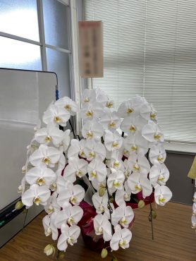 御祝　胡蝶蘭｜「松庄花壇」　（茨城県土浦市の花キューピット加盟店 花屋）のブログ