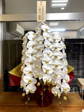 御祝胡蝶蘭！｜「松庄花壇」　（茨城県土浦市の花キューピット加盟店 花屋）のブログ