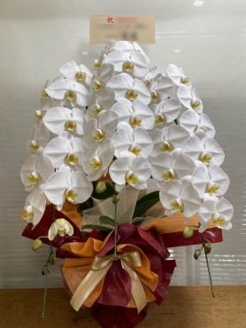 御祝！胡蝶蘭｜「松庄花壇」　（茨城県土浦市の花キューピット加盟店 花屋）のブログ