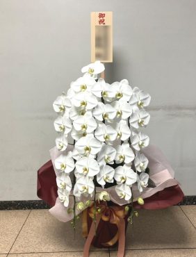 oiwai  !  胡蝶蘭｜「松庄花壇」　（茨城県土浦市の花キューピット加盟店 花屋）のブログ