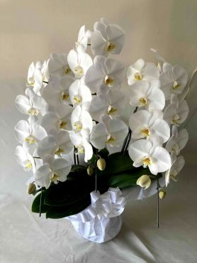 　　　　　　　　　御供！胡蝶蘭｜「松庄花壇」　（茨城県土浦市の花キューピット加盟店 花屋）のブログ