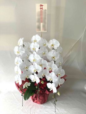 JYUSHO　受賞お祝い胡蝶蘭｜「松庄花壇」　（茨城県土浦市の花キューピット加盟店 花屋）のブログ