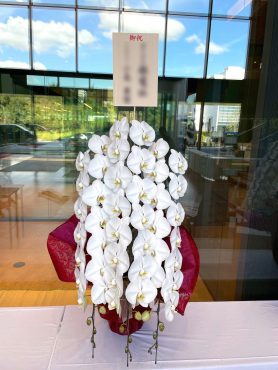 Buildup　竣工お祝い　胡蝶蘭｜「松庄花壇」　（茨城県土浦市の花キューピット加盟店 花屋）のブログ