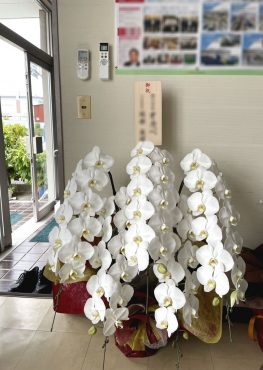 お祝い胡蝶蘭｜「松庄花壇」　（茨城県土浦市の花キューピット加盟店 花屋）のブログ