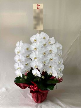 お祝い！胡蝶蘭