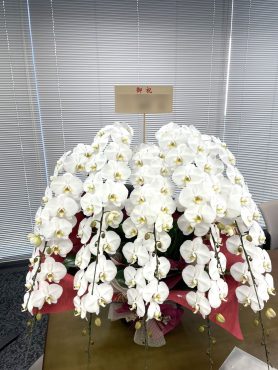 お祝い！胡蝶蘭